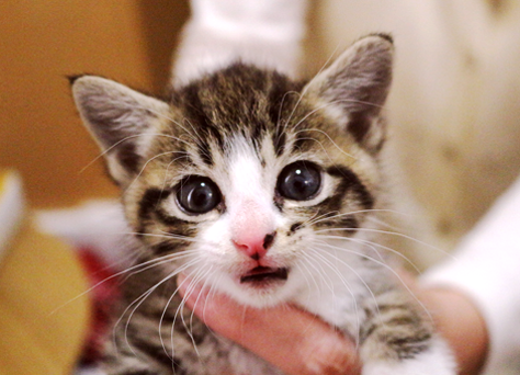 猫の里親になりたい