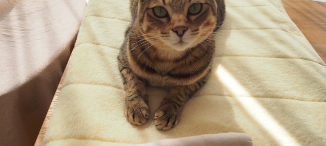 飼い主様のお宅訪問&脱走防止対策 飼い主様のお宅訪問&脱走防止対策