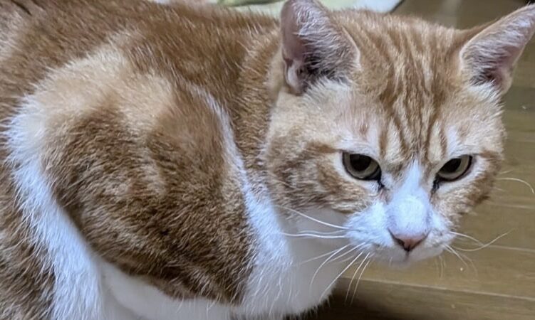 <span style="color:#ff0000;font-size:11px">☆プレミアアクセス</span>壮大くん 茶トラ白♂
