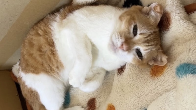 チップちゃん 茶白♀