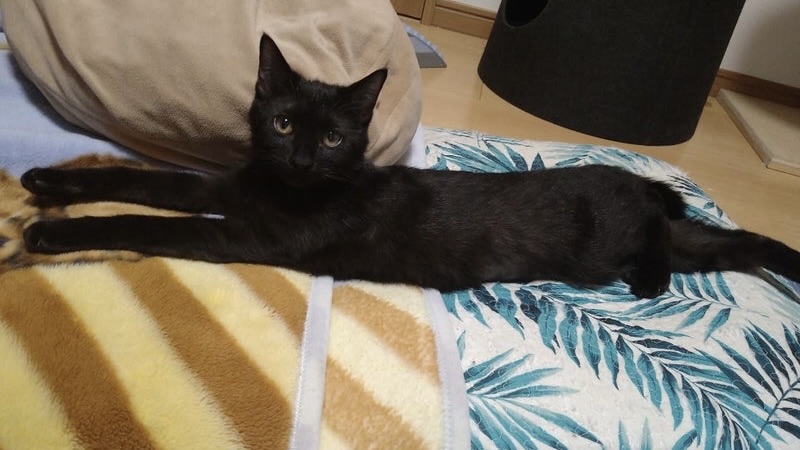 リタちゃん 黒♀