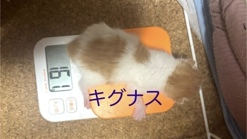 6/1里親様決定 ! キグナスくん 白茶♂