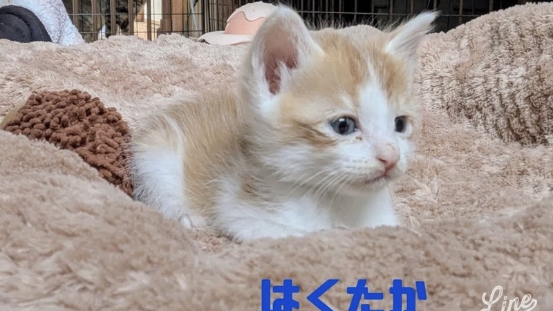 6/8里親様決定 ! はくたかくん 茶白♂