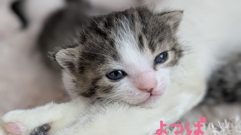里親様内定 ! よつばちゃん キジ白♀
