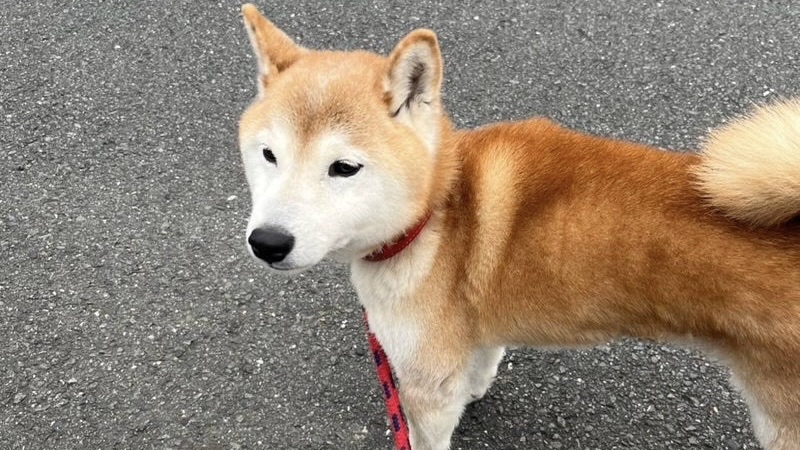 6/16里親様決定 ! マックくん 柴犬♂