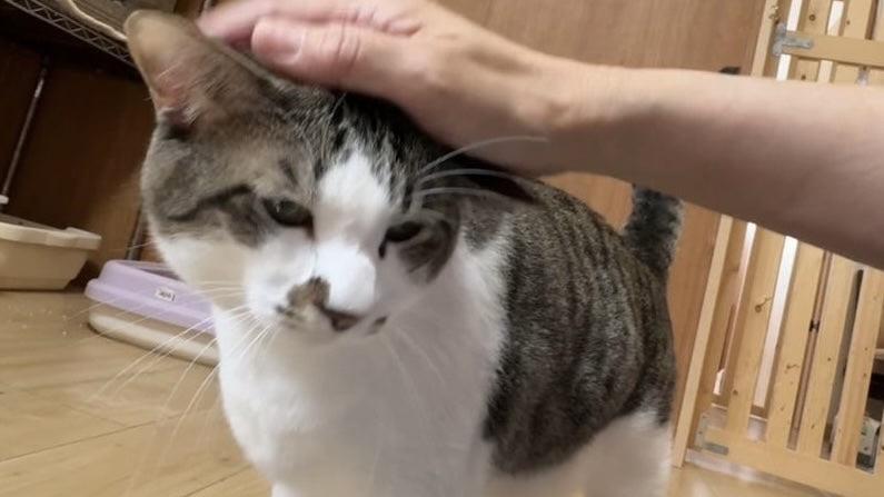 クワトロくん キジ白♂