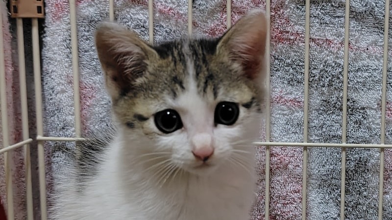 みおちゃん キジ白♀