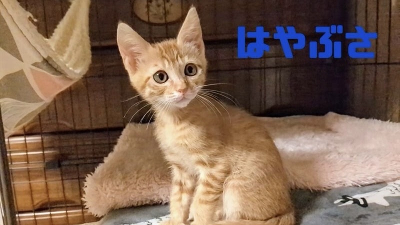 6/21里親様決定 ! はやぶさくん 茶トラ♂