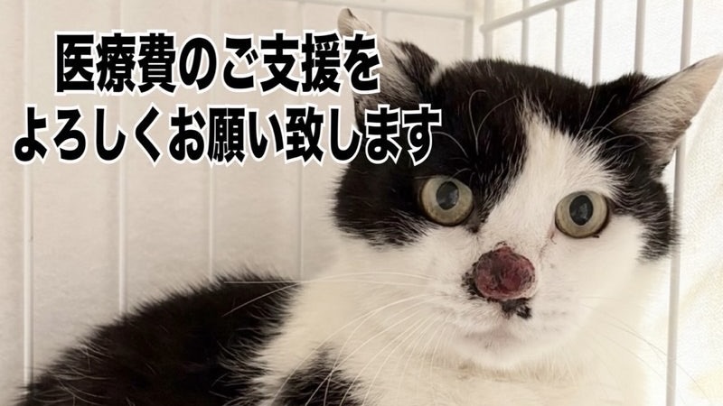 うつせみくん 黒白♂