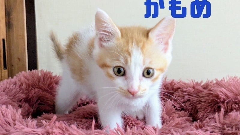 かもめくん 茶白♂