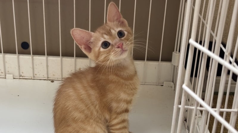 仔猫名簿 | ANIMAL AID