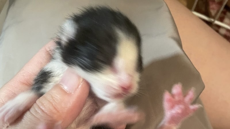 かいちゃん 黒白ハチワレ?