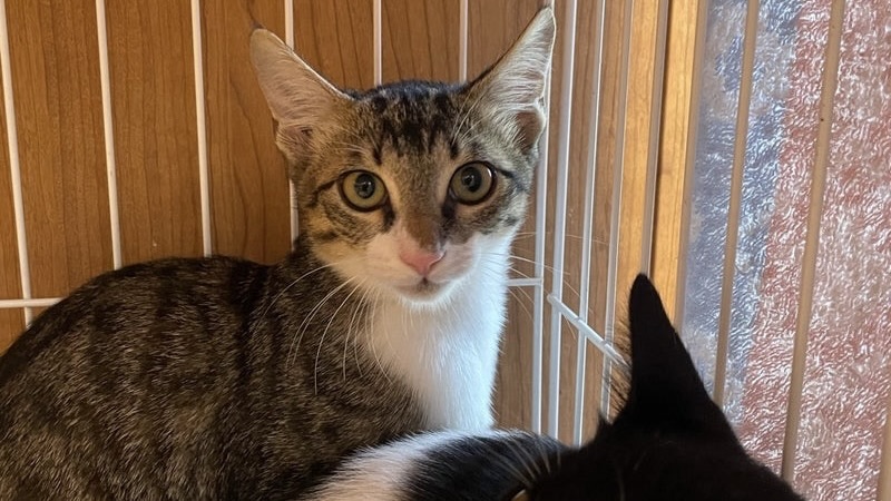 12/20里親様決定 ! あろはくん　キジ白♂