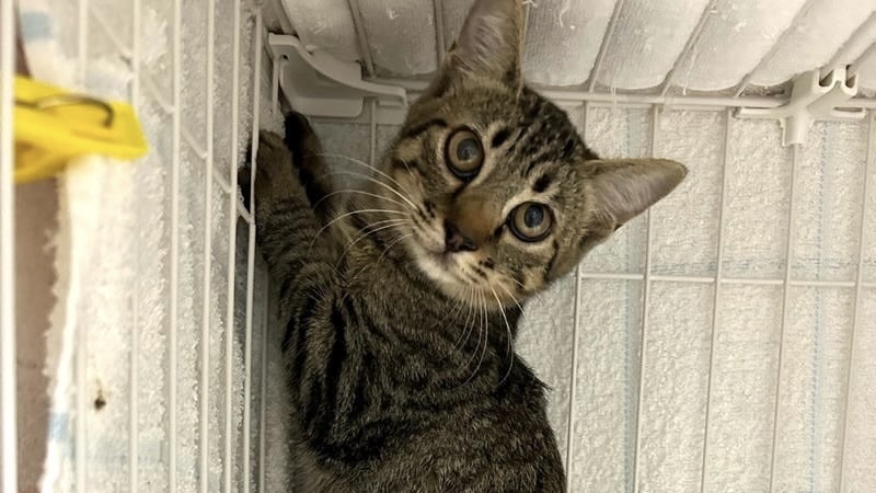 1/3里親様決定 ! ちいちいちゃん　キジトラ♀