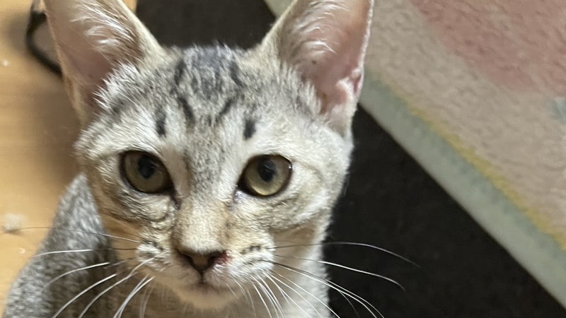 12/28里親様決定 ! ジェシーちゃん　キジトラ♀