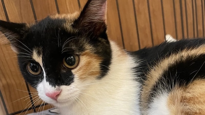 2/9里親様決定 ! あんずちゃん　三毛♀