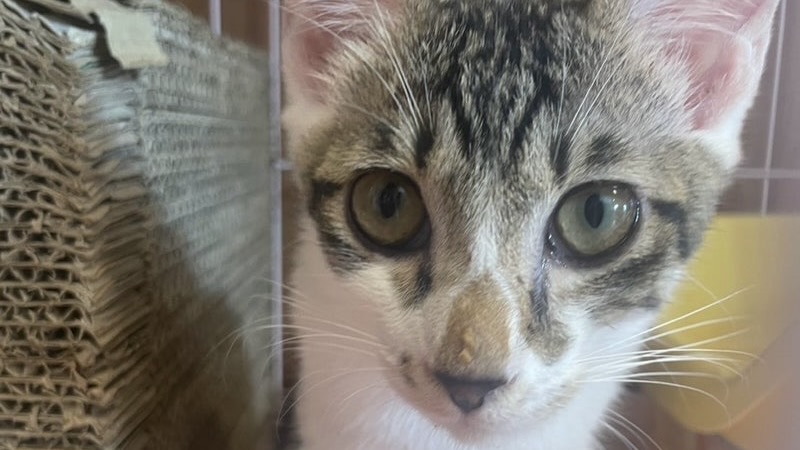 12/1里親様決定 ! アルヴァくん　キジ白♂