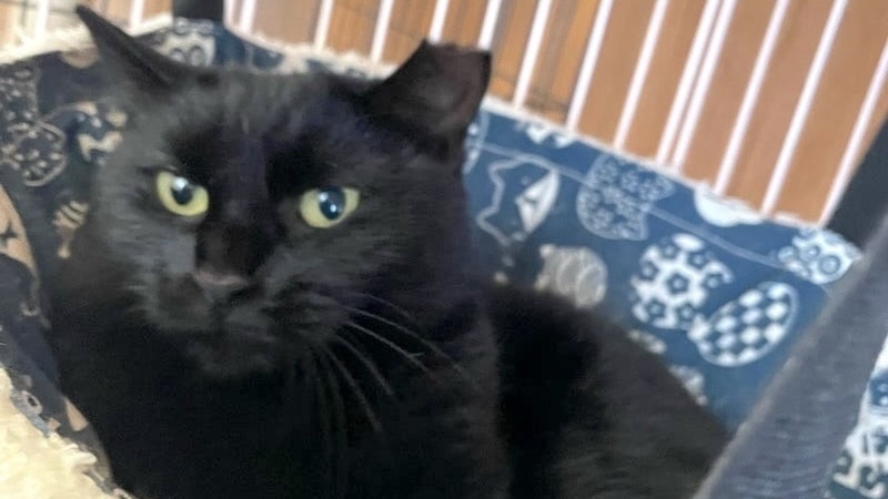 おまめちゃん　黒♀