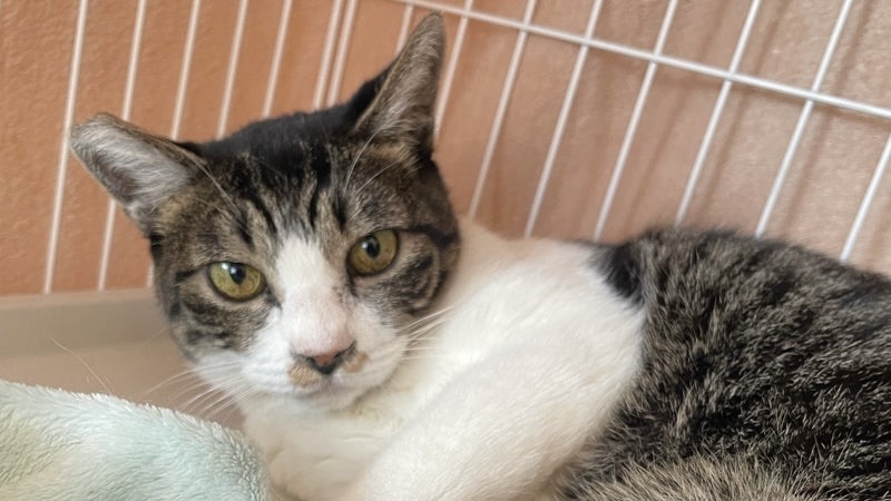 りくくん　キジ白♂