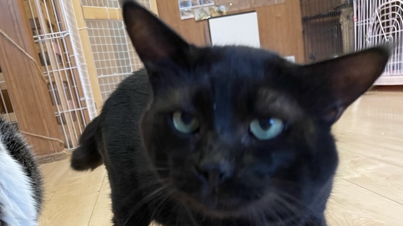 11/2里親様決定 ! ピッコロくん　黒♂