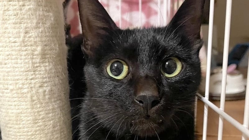 柚子ちゃん　黒♀