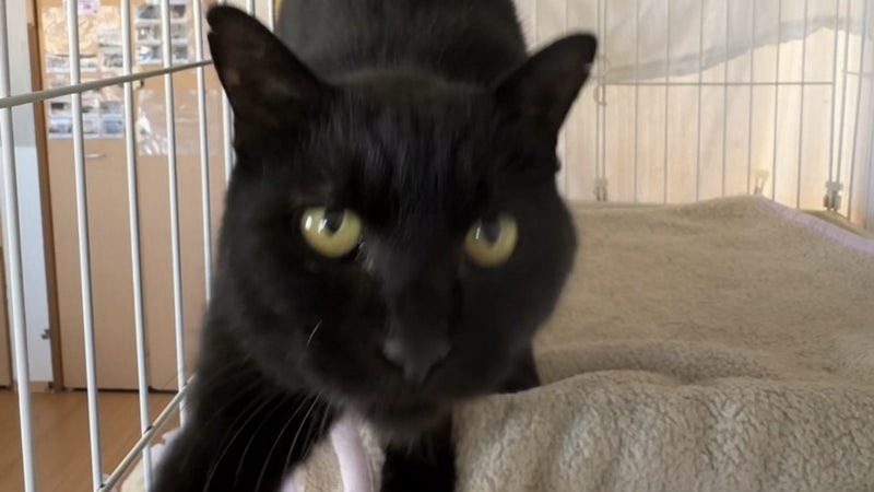 12/16里親様決定 ! ともかちゃん　黒♀