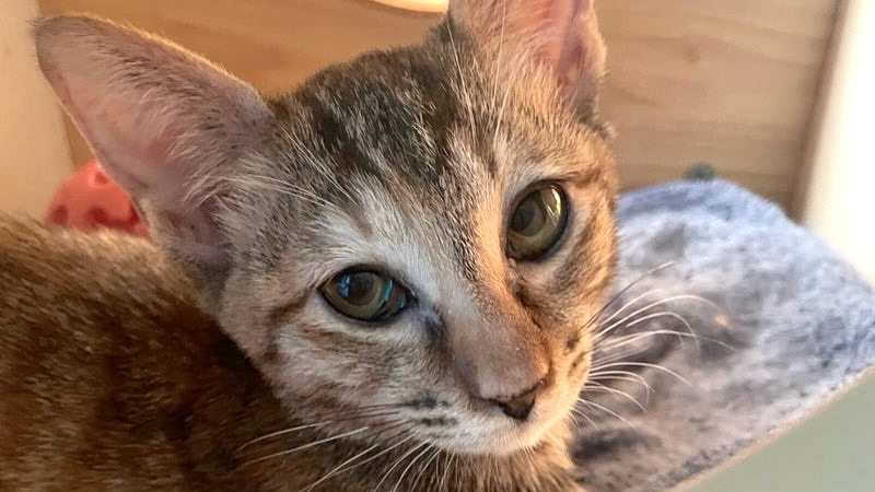 2/23里親様決定 ! ガゼルちゃん　キジトラ♀