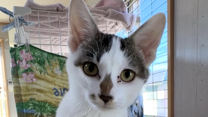 里親様内定 ! マリちゃん　白キジ♀