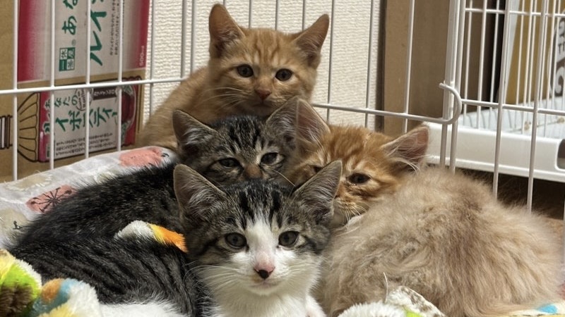 12/14里親様決定 ! ゼウスくん　キジ白♂