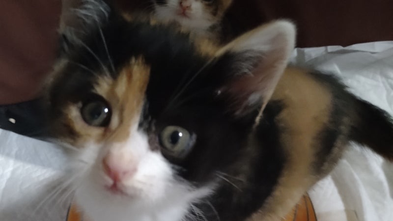 12/6里親様決定 ! ボルシチちゃん　三毛♀