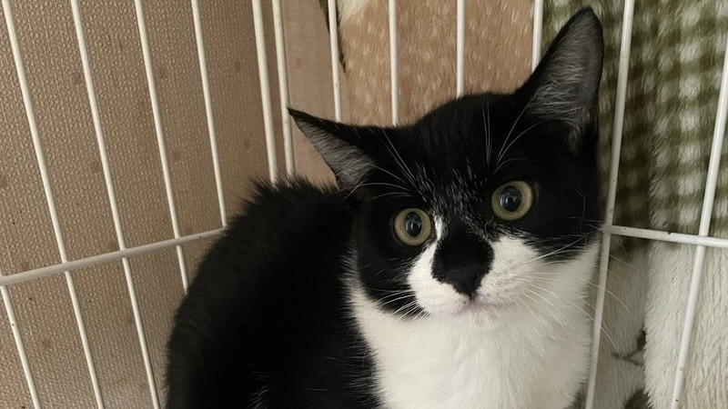 ぴっぴちゃん　黒白♀