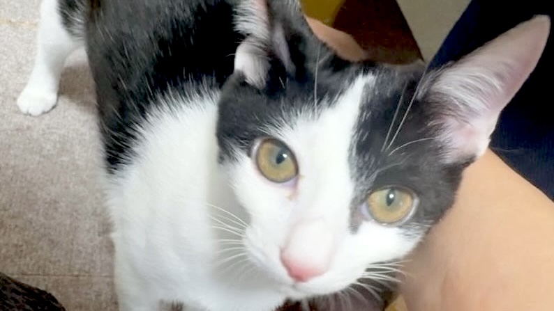 2/7里親様決定 ! まぐろちゃん　黒白♀