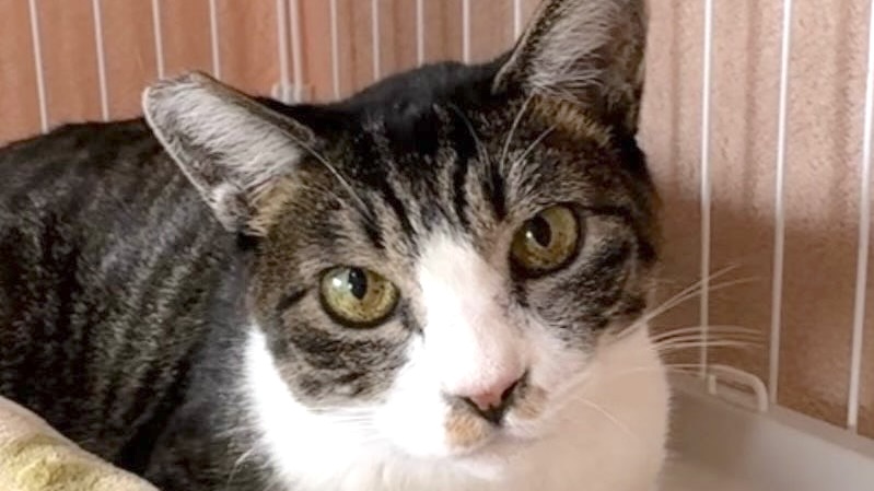 りくくん　キジ白♂