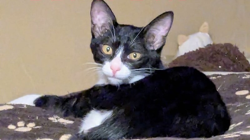 12/17里親様決定 ! サファイアちゃん　黒白♀