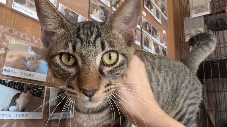 12/28里親様決定 ! ロディくん　キジトラ♂