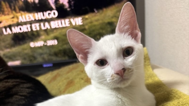 12/20里親様決定 ! ポン太くん　白♂