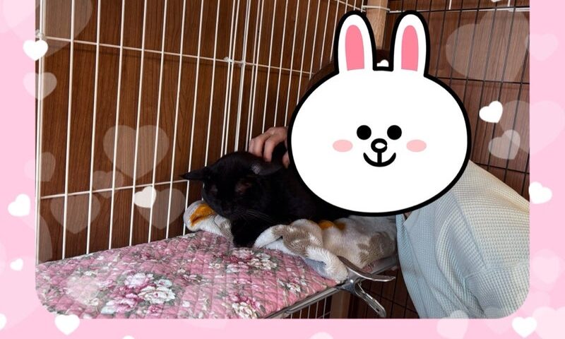 11月2日(日) ピッコロくん