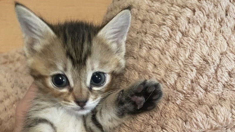 12/21里親様決定 ! 茜(あかね)ちゃん　キジトラ♀