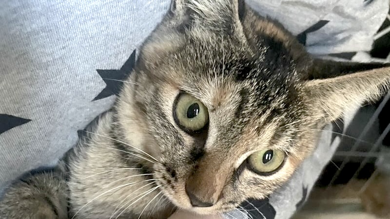 2/23里親様決定 ! のこのこちゃん　麦わら♀