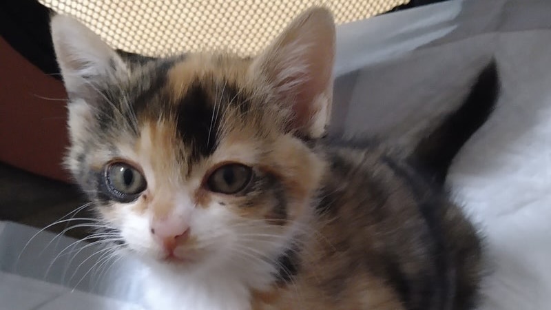 12/6里親様決定 ! ミネストローネちゃん　三毛♀