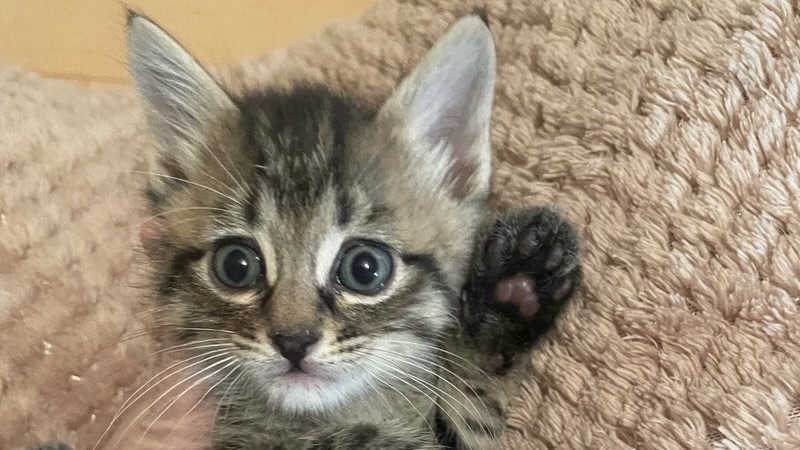 12/21里親様決定 ! 奏(かなで)くん　キジトラ♂