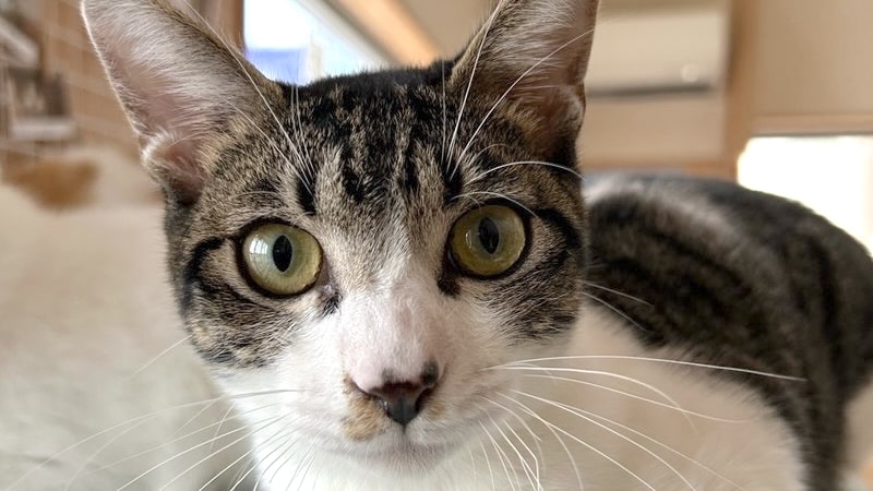 12/14里親様決定 ! <span style="color:#ff0000;font-size:11px">☆プレミアアクセス</span>グローバーくん　キジ白♂