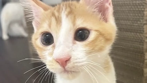 里親様内定 ! <span style="color:#ff0000;font-size:11px">☆プレミアアクセス</span>祐(たすく)くん　茶白♂