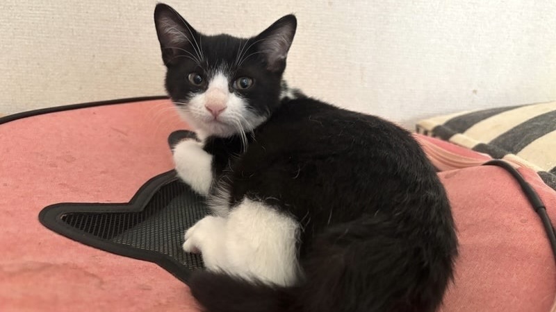 12/14里親様決定 ! かえでくん　黒白♂