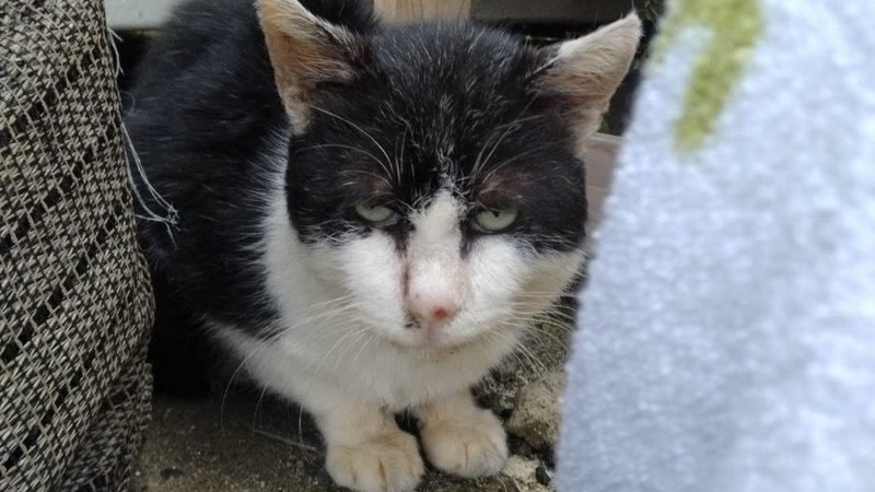 <span style="color:#ff0000;font-size:11px">三太くん　黒白♂