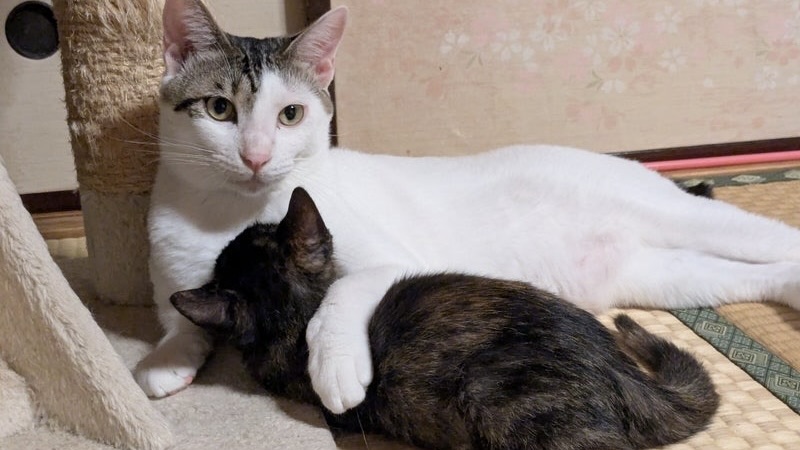 キキちゃん　キジ白♀