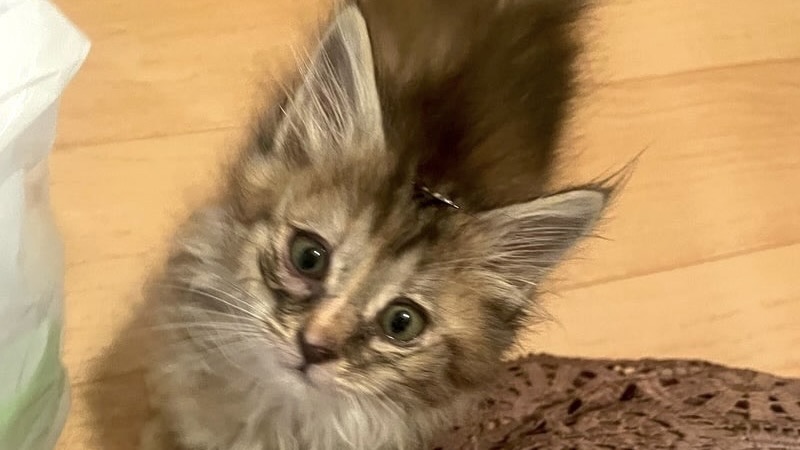 1/12里親様決定 ! 雫(しずく)ちゃん　キジトラ♀