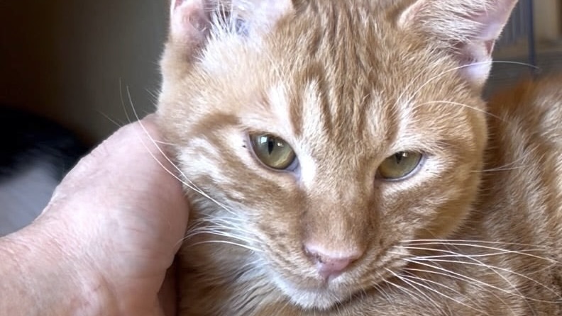 12/20里親様決定 ! サッシャくん　茶トラ♂