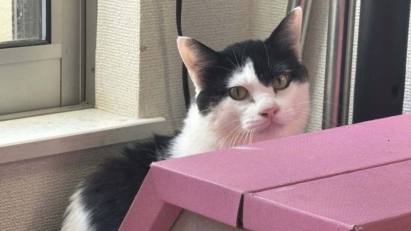 りんどうくん　黒白♂