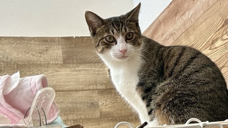 おちゃのこくん　キジ白？